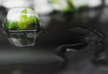 Carbon Credits and Sustainable Reporting: Navigating the New Language of Corporate Accountability Carbon Credits